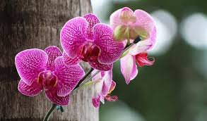 Orchidacées